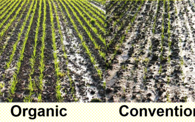 There Is No Need For GMO Maize: Regenerative Organic Agriculture Produces Higher Yields